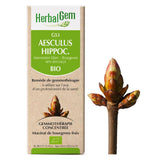 G53 - Aesculus Hippocastanum - Marronier image 1