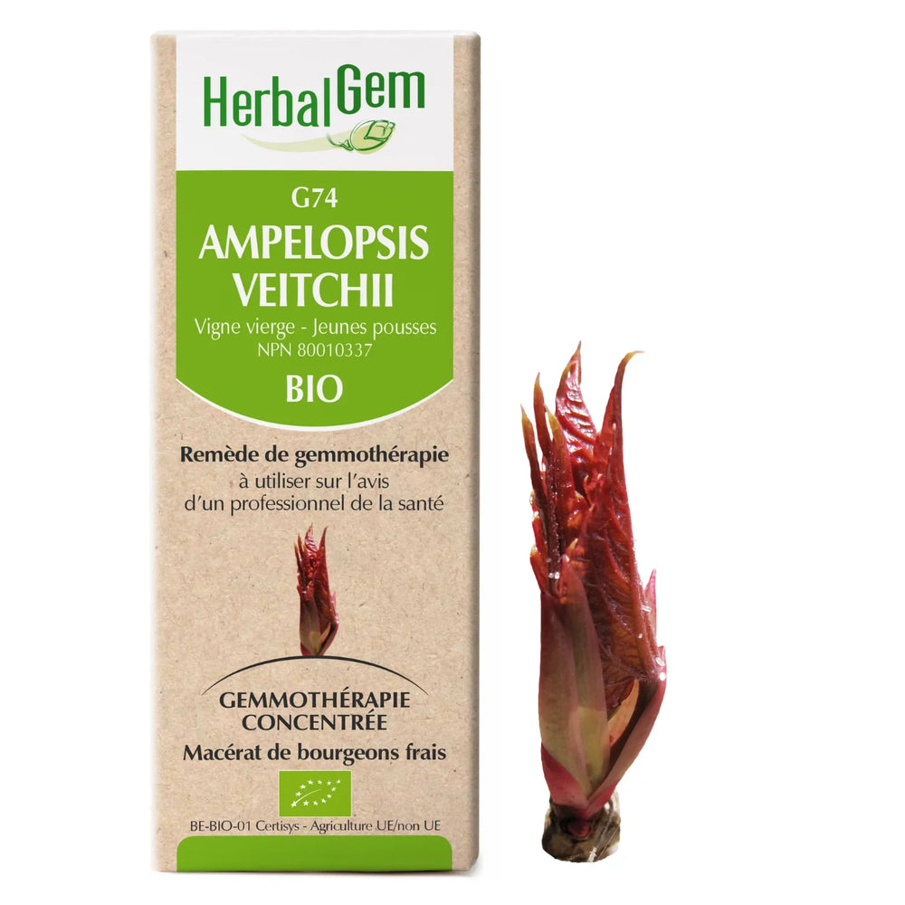 G74 - Ampelopsis veitchii - Vigne Vierge Image