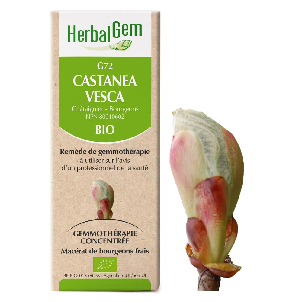 G72 - Castanea vesca - Châtaignier Image