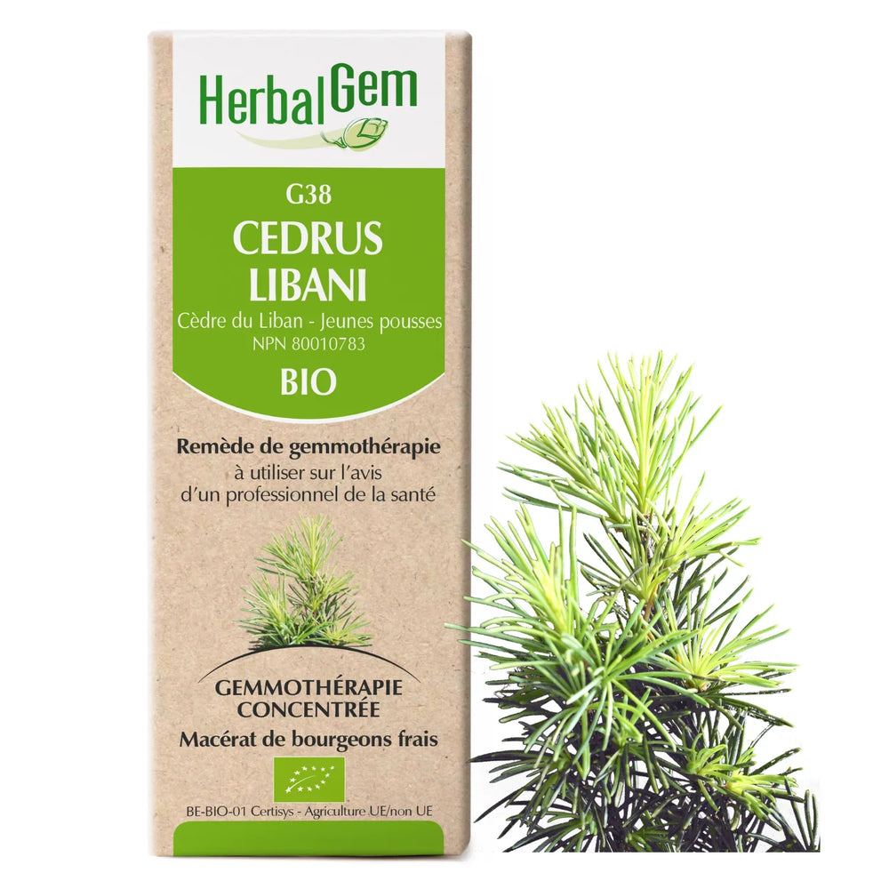 G38 - Cedrus Libani - Cèdre du Liban Image