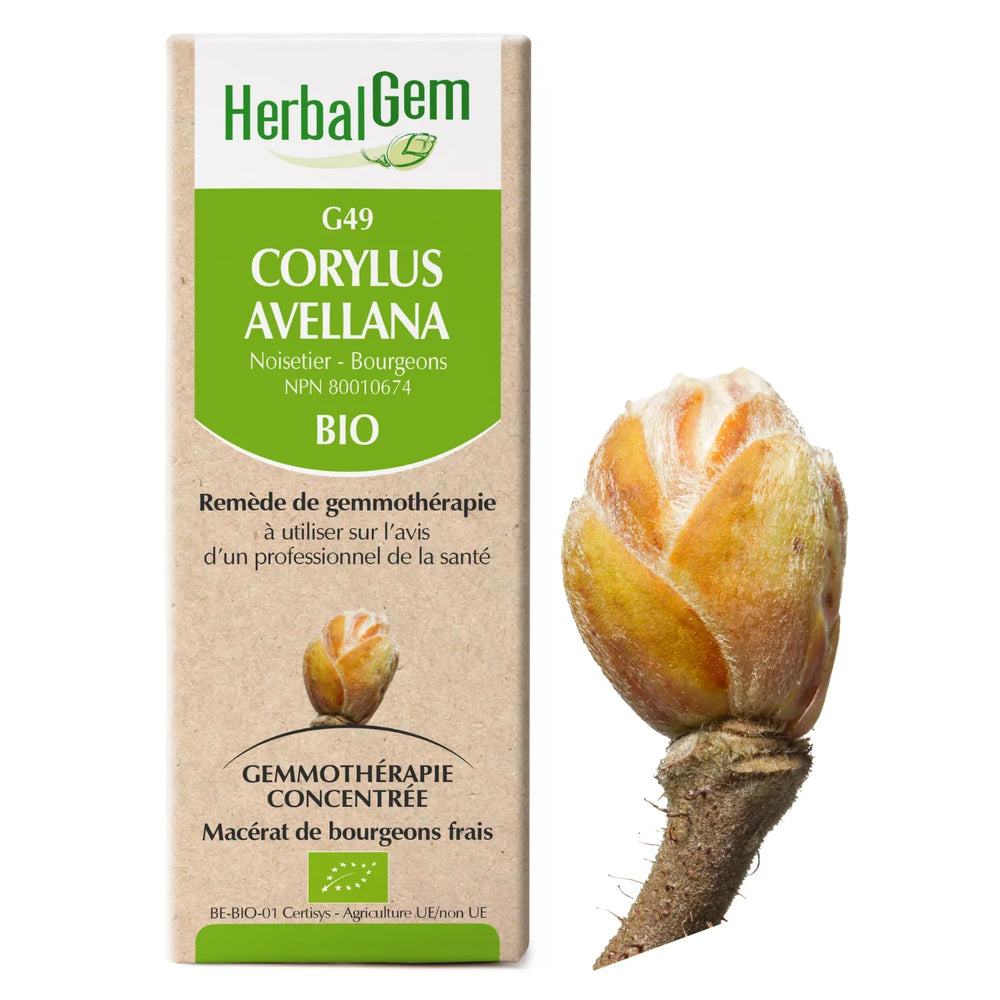 G49 - Corylus avellana - noisetier Image