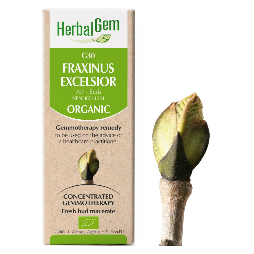 G30 - Fraxinus excelsior (frêne) Image