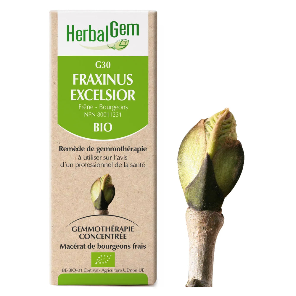 G31 - Fagus Sylvatica - hêtre Image