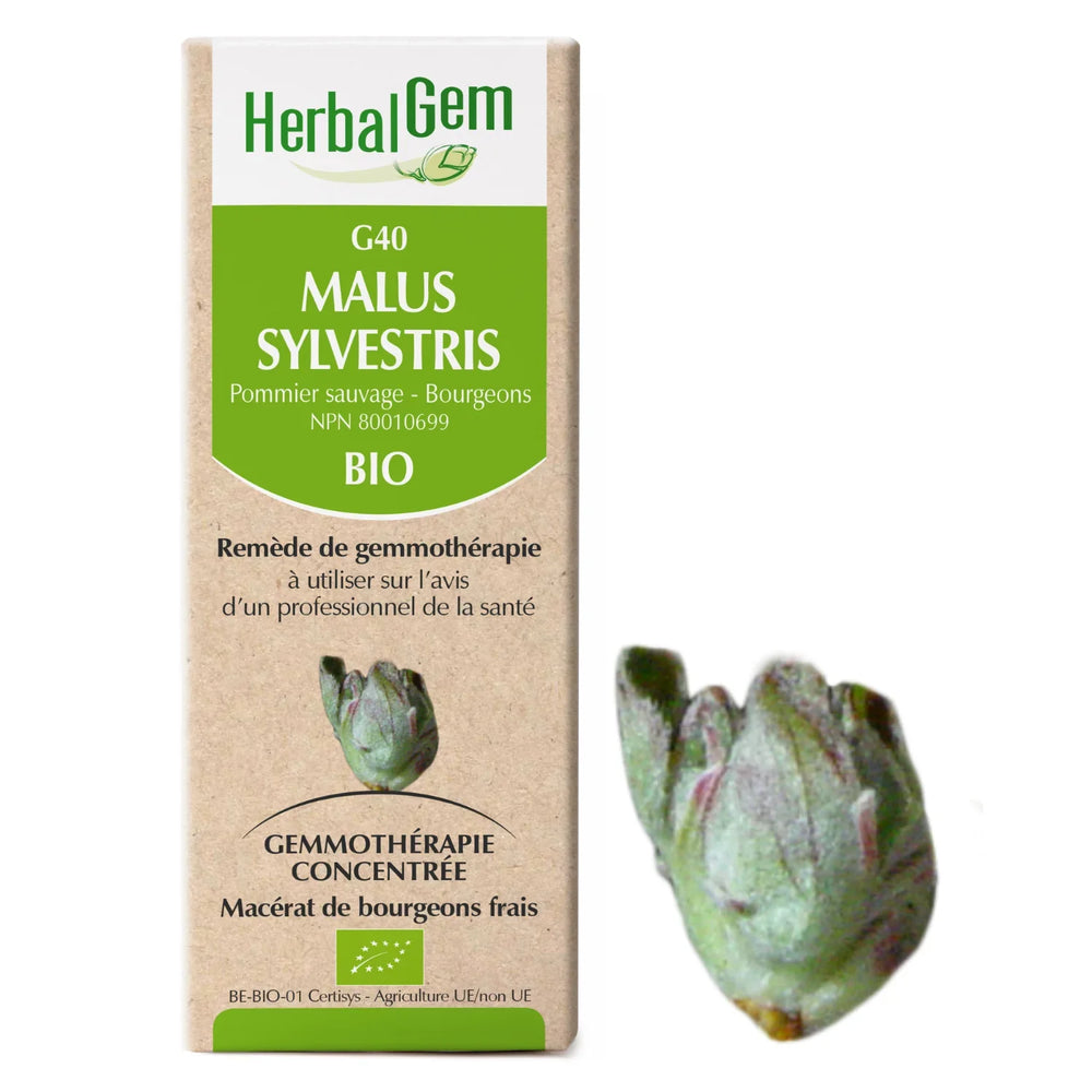 G40 - Malus Sylvestris - Pommier sauvage Image