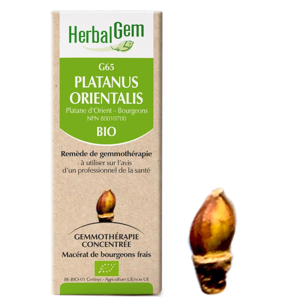 G65 - Platanus orientalis - Platane Image