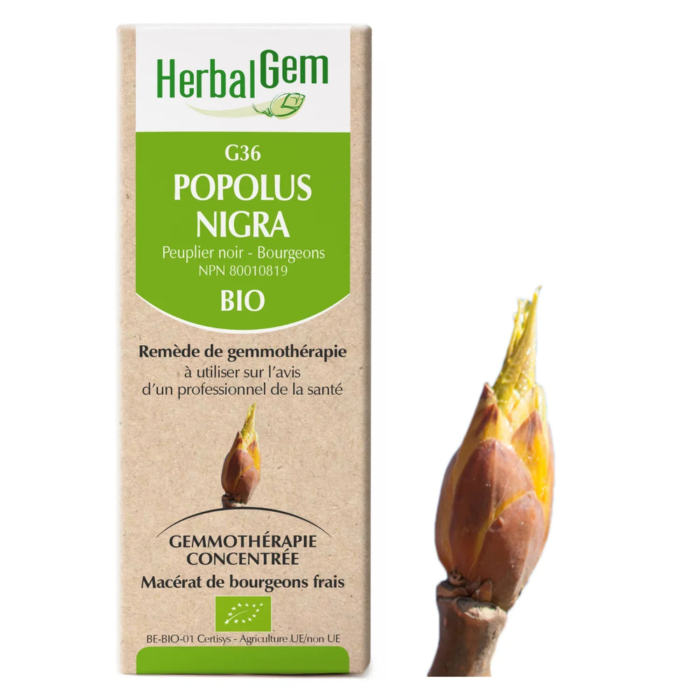 G36 - Populus nigras - peuplier Image