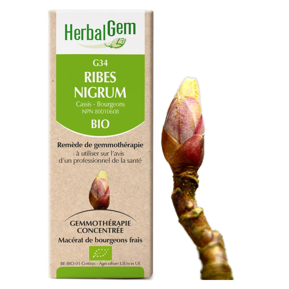 G34 - Ribes Nigrum - cassis Image