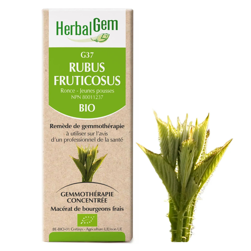 G37 - Rubus fruticosus - Ronce Image