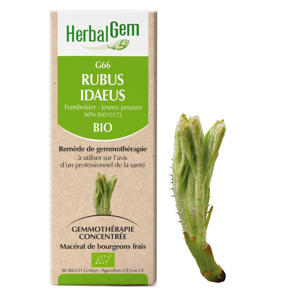 G66 - Rubus idaeus - Framboisier Image