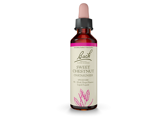 Sweet Chestnut - Chataigner Image