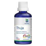 Thuja image 1