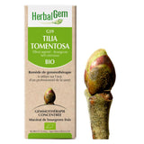 G59 - Tilia tomentosa - Tilleul image 1