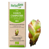 G43 - Ulmus Campestris - Orme image 1