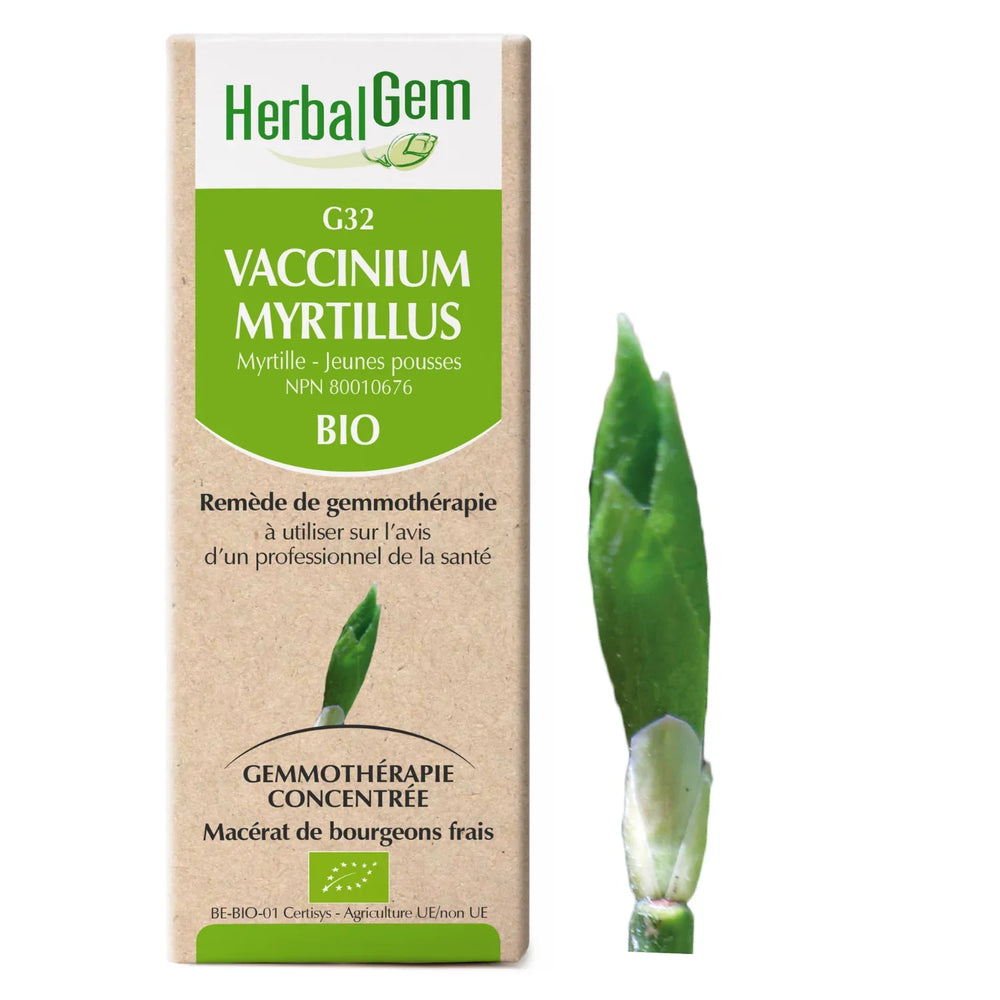 G32 - Vaccinum myrtillus - myrtillier Image