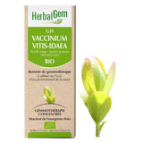 G39 - Vaccinium vitis-idaea - Airelle Rouge image 1