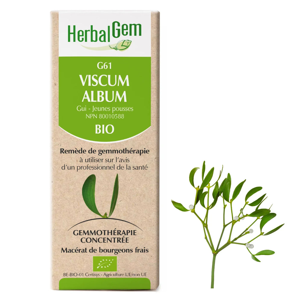 G61 - Viscum album - gui Image