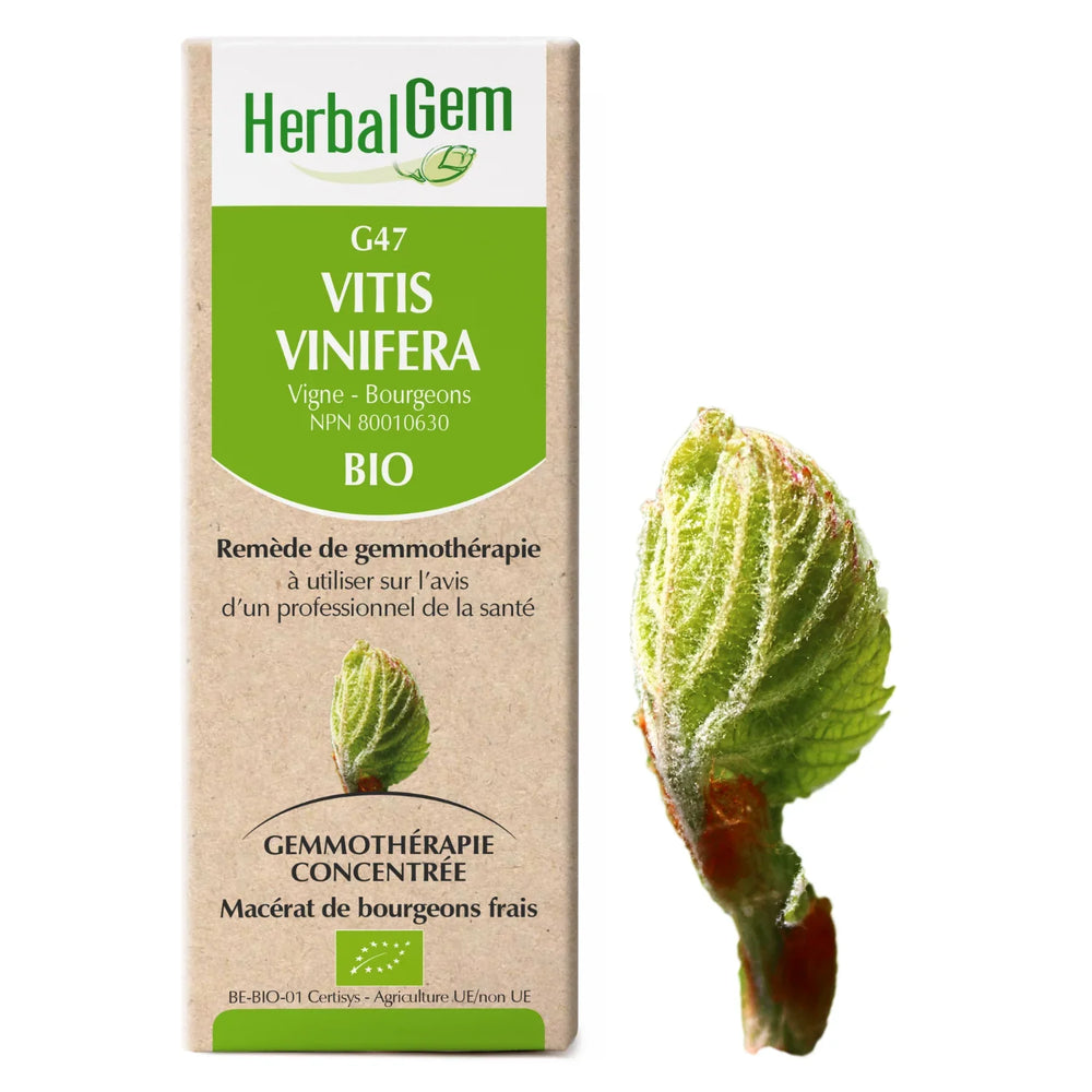 G47 - Vitis vinifera - vigne