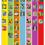 Impatiens - Impatiente image 2