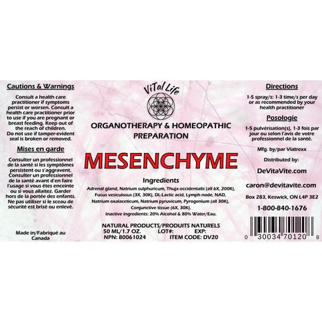 Mesenchyme Image