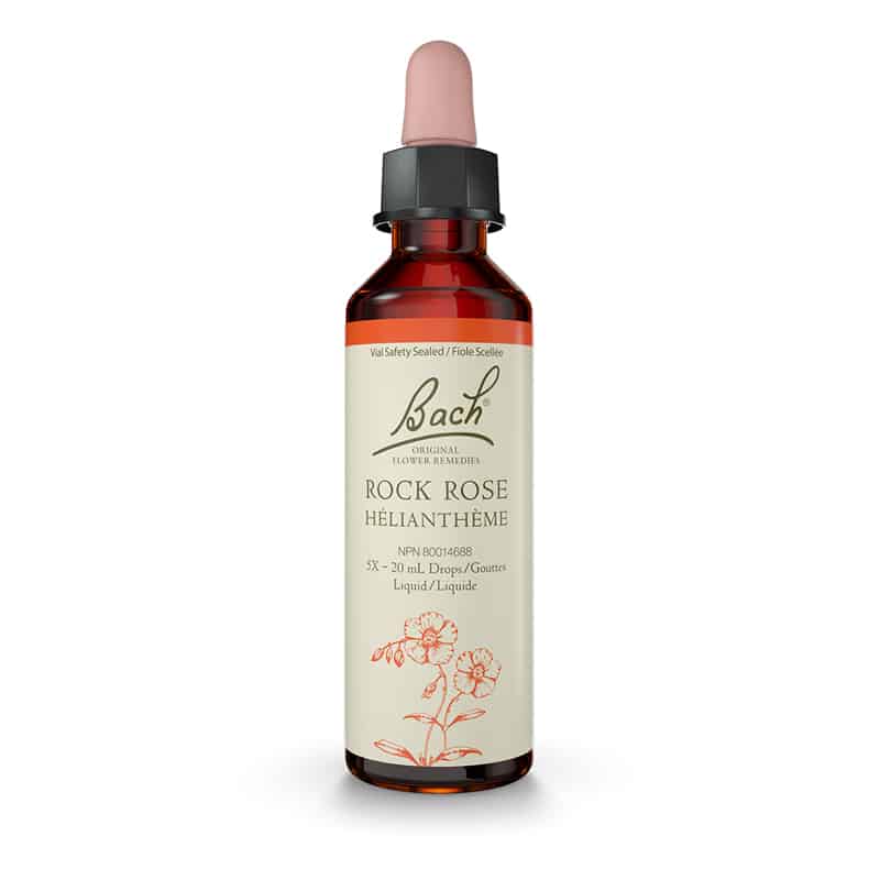 Rock Rose - Hélianthème Image