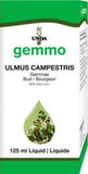 Ulmus campestris  image 1