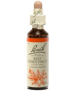 Red Chestnut - Marronier Rouge Image