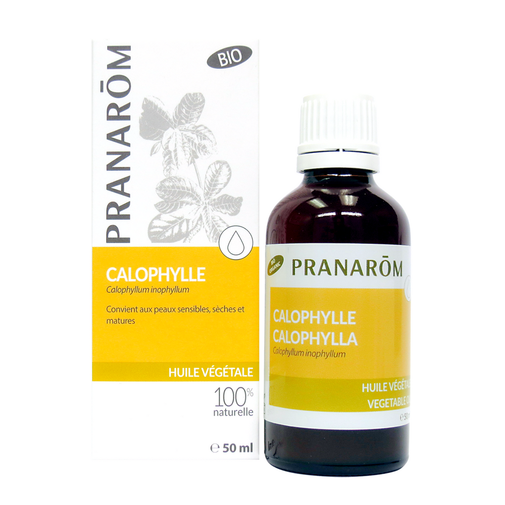 Calophylle Image