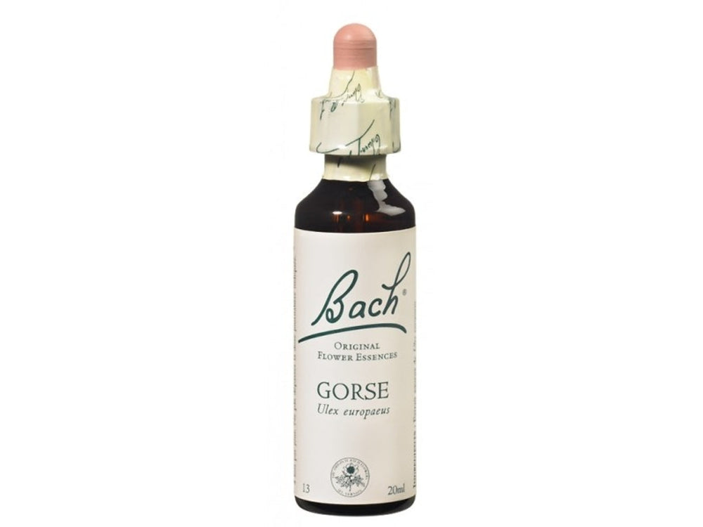 Gorse - Ajonc Image