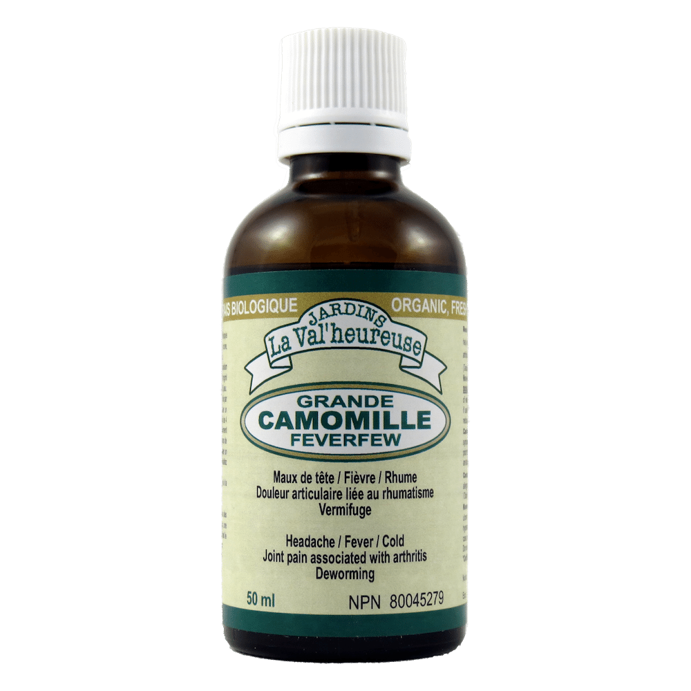 Grande camomille Image