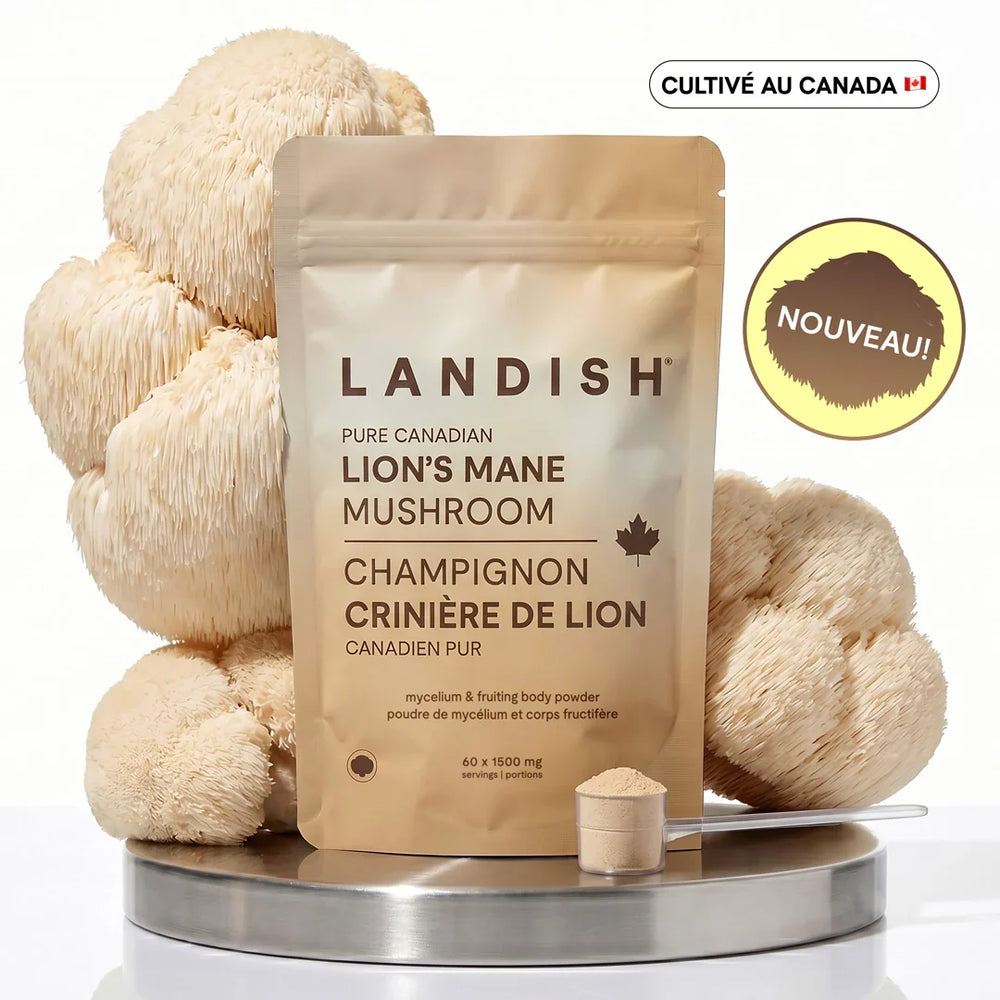 Crinière de lion - Lion's mane Image